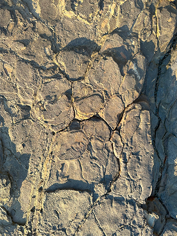 規則的な亀裂の入った地面の写真2