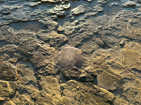 規則的な亀裂の入った岩の写真