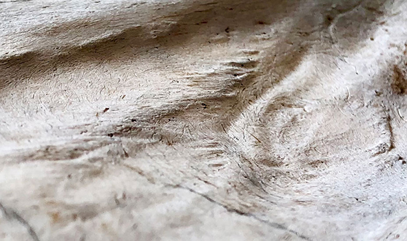 拡大された動物のあごの骨の写真