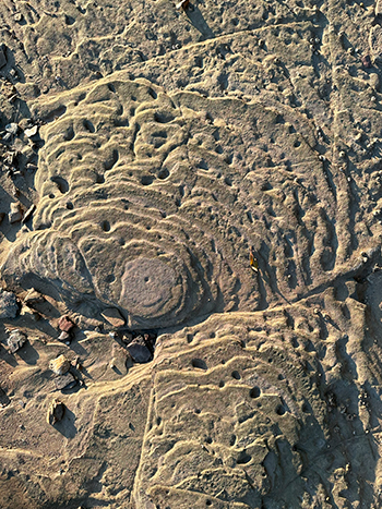 規則的に亀裂が広がる地面の写真